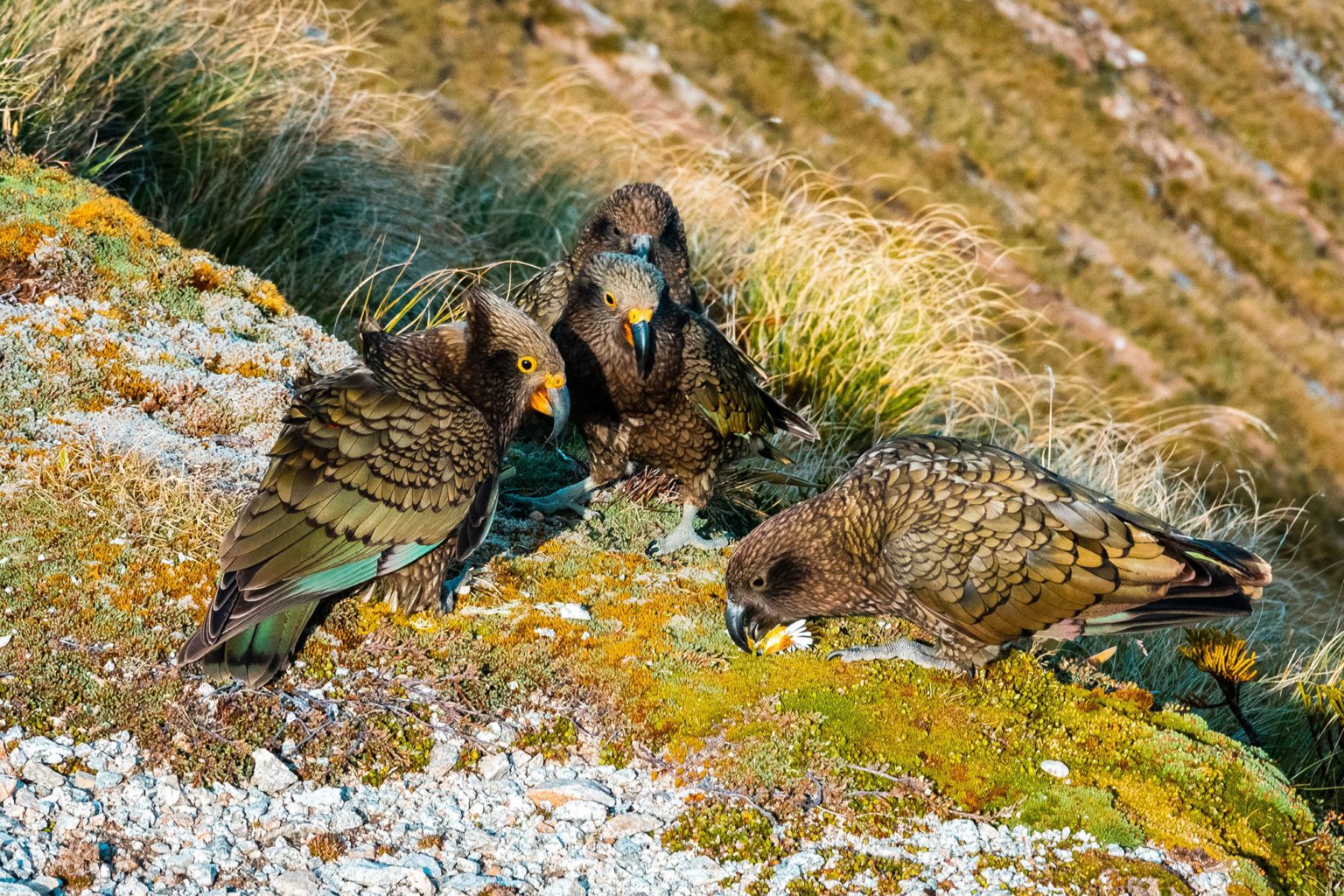 Kakapo To Kea: 10 Unique Birds In New Zealand And Where To Find Them