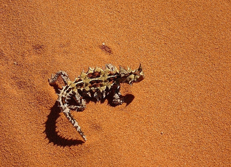 great sandy desert animals