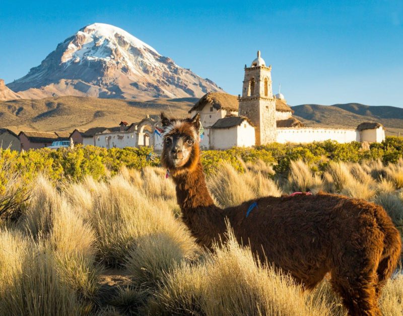 Best wildlife encounters - alpaca